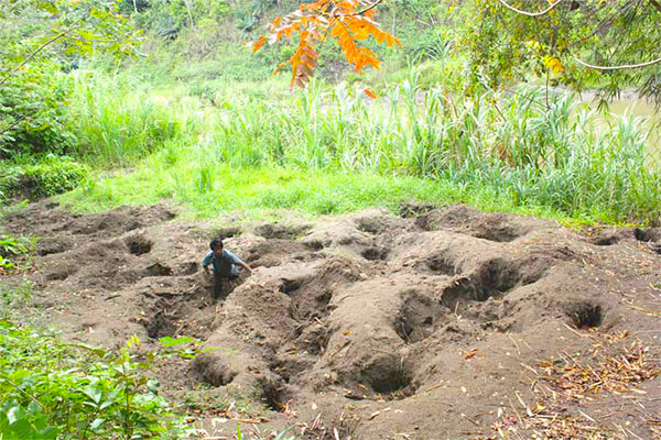 A maleo communal nest site in Bogani Nani Wartabone National Park, Sulawesi, Indonesia. Photo by Iwan Hunowu, WCS Indonesia