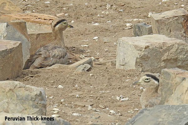 Peruvian Thick-knees