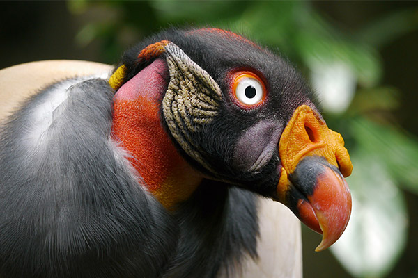 Close-up of King Vulture