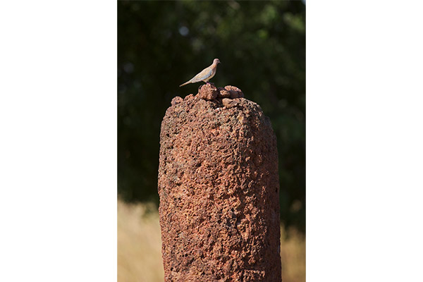 Laughing Dove