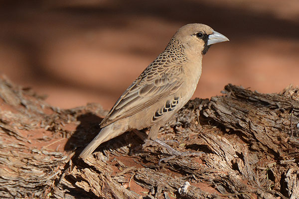 Sociable Weaver