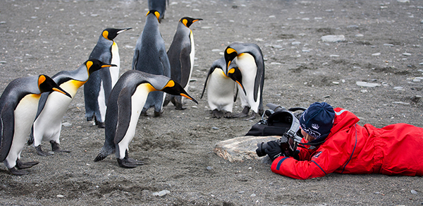 One Ocean Expeditions penguin photography