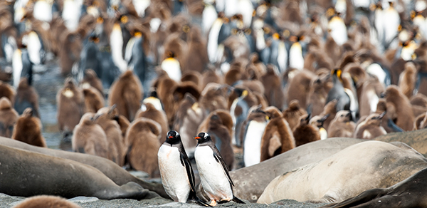 gentoo amongst king penguin Gold Harbour South Georgia Photographer Renato Granieri