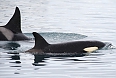 Pod of Orca whales
