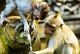 Crab eating monkeys in a stone temple