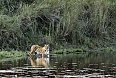 Bengal tiger at Chitwan National Park