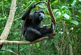 Black or Crested Macaque