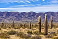 Cactus forest in los Cardones National Park