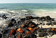 Sally Lightfoot Crabs