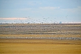 Snow Geese (Photo by: Justin Peter)