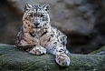 Snow Leopard
