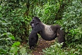 Male Mountain Gorilla