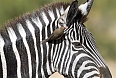 Red-billed Oxpecker on Plains Zebra