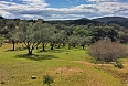An olive grove in the Aracena region (photo: Josh Vandermeulen)