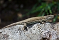 Iberian Wall Lizard (photo: Josh Vandermeulen)