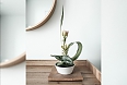 Ikebana is the Japanese art of flower arrangement