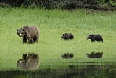 Grizzly Bear mom and cubs foraging inside Khutzeymateen Inlet (© Randy Burke)