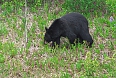 American Black Bear (Photo by: Paul Tavares)