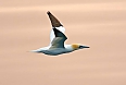 Northern Gannet (Photo by: Tony Beck)