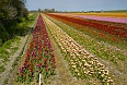 Field of tulips  (Photo by: Txllxt TxllxT)