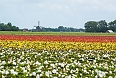 Flower fields with a windmill