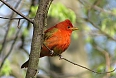 Young male Summer Tanager (Photo by: Ian Shanahan)