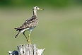 Upland Sandpiper  (Photo by: Justin Peter)