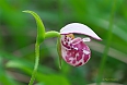 Spotted Lady's Slipper (Photo by: Paul Tavares)