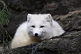 And we may see the Arctic Fox with its silky-soft winter coat