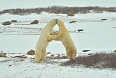 Polar Bears sparring
