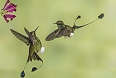 Booted Racket-tails are just one of many hummingbirds we'll see in the cloud forest.