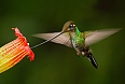 We'll see the Sword-billed Hummingbird on the West Slope of the Andes.