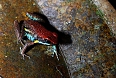 Short night walks in the different areas let us discover amazing wildlife, including many amphibians!