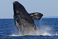 We could see whales - a breaching North Atlantic Right Whale would be a real treat! (photo: Dave Milsom)