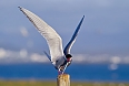 Arctic Tern