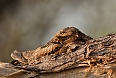 Large-tailed Nightjar (Photo by: Tanmay Haldar)