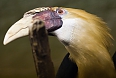 Blyth's Hornbill (Photo by: Jeroen Kransen)