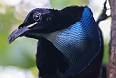 Superb Bird-of-Paradise (Photo by: osaingre)