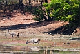Waterbucks at South Luangwa National Park (Photo by: Brendan Herbert)