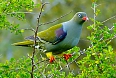 African Green-Pigeon (Photo by: Bernard Dupont)