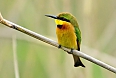 Little Bee-eater (Photo by: Justin Peter)