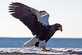 Steller's Sea-Eagle (Photo by: Justin Peter)