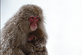 Japanese Macaque (Photo by: Justin Peter)