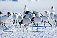 Red-crowned Cranes (Photo by Justin Peter)