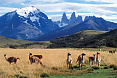 Guanacos in Torres del Paine N.P.