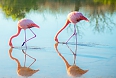 A small number of American Flamingos breed in the archipelago