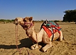 Camel in Jaisalmer
