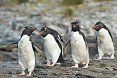 Southern Rockhopper Penguins