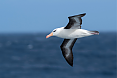 Black-browed Albatross (Credit: Justin Peter)