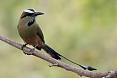 Turquoise-browed Motmot (Photo by: Kyle Horner)